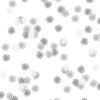 Ice  Daisys Laminate